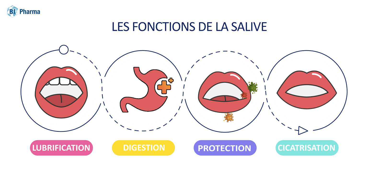 Salive : rôles et nécessité d'une bonne stimulation